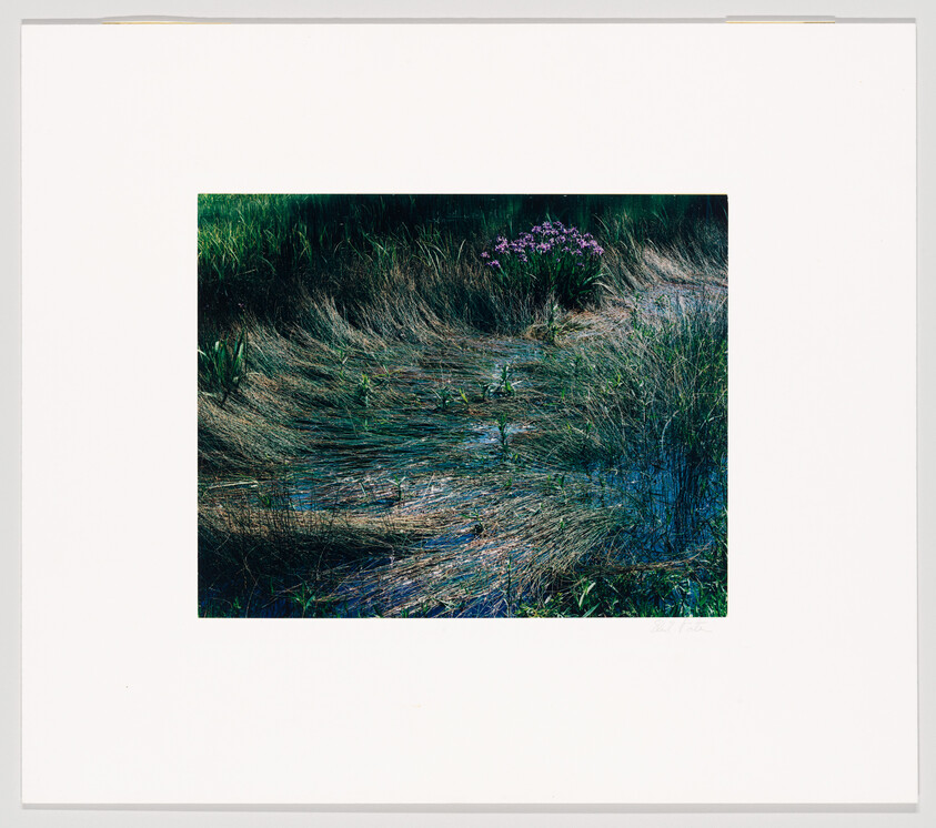 A framed photograph depicting a natural scene with swaying grasses and a small cluster of purple flowers. The grass appears windswept, creating a pattern of flowing lines and textures in shades of green, blue, and brown. The image is mounted on a white background with a signature at the bottom right corner.