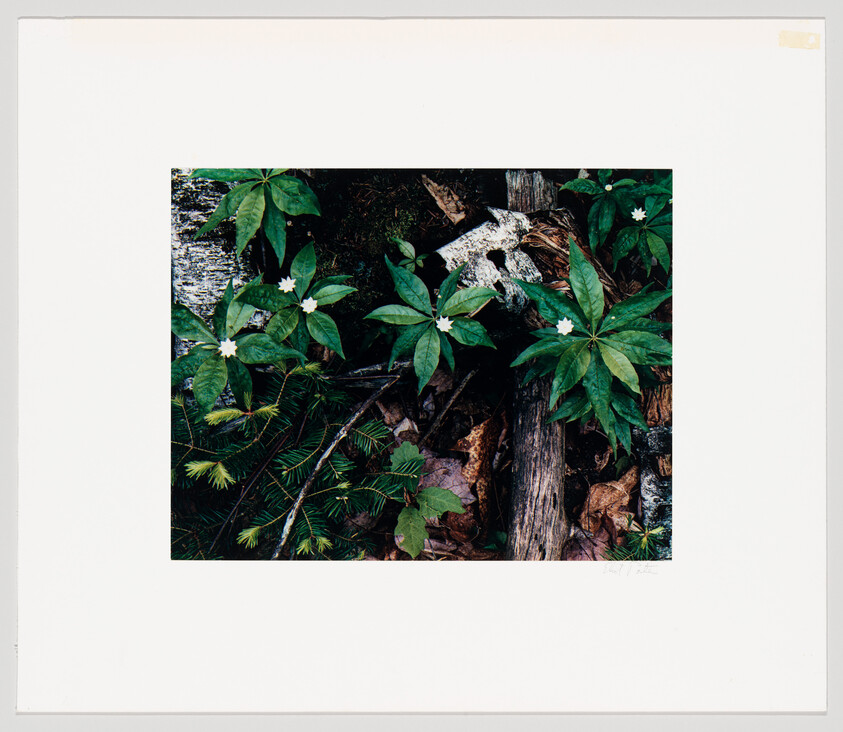 A close-up photograph of a forest floor showing a variety of green plants, including some with white flowers and broad leaves, interspersed with fallen leaves, twigs, and a piece of birch bark. The image is mounted on a white background with a signature at the bottom right corner.
