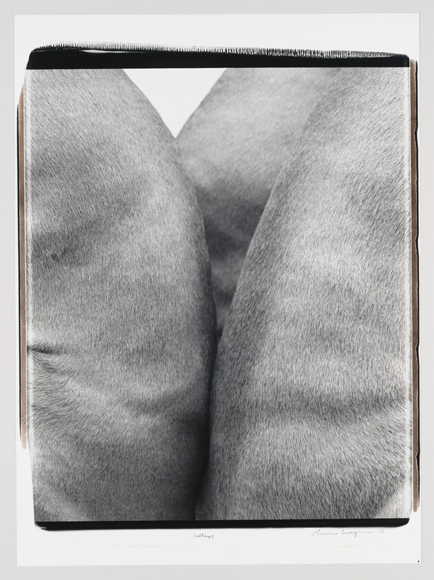 Close-up of two gray animal hindquarters pressed together showing short coarse fur.