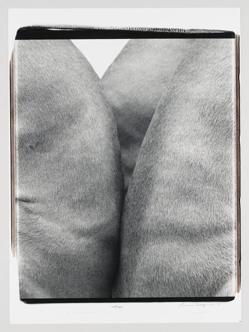 Close-up of two gray animal hindquarters pressed together showing short coarse fur.