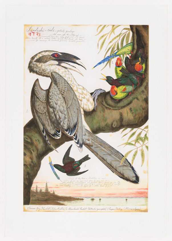 Large kookaburra-like bird perched on a tree branch watching colorful parrots nesting nearby.