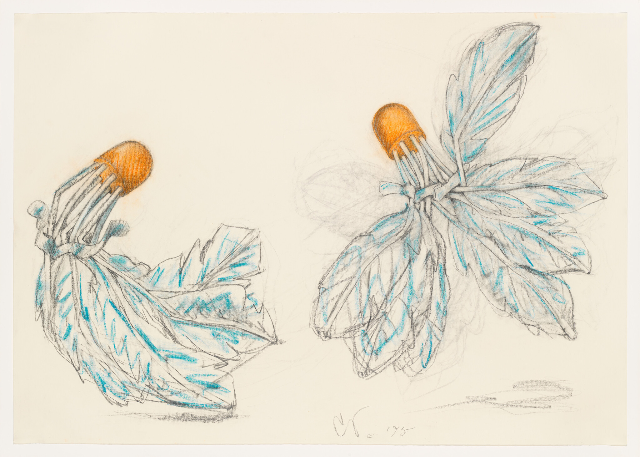 Two botanical sketches showing stems with orange capsule tips and blue-accented leaves.