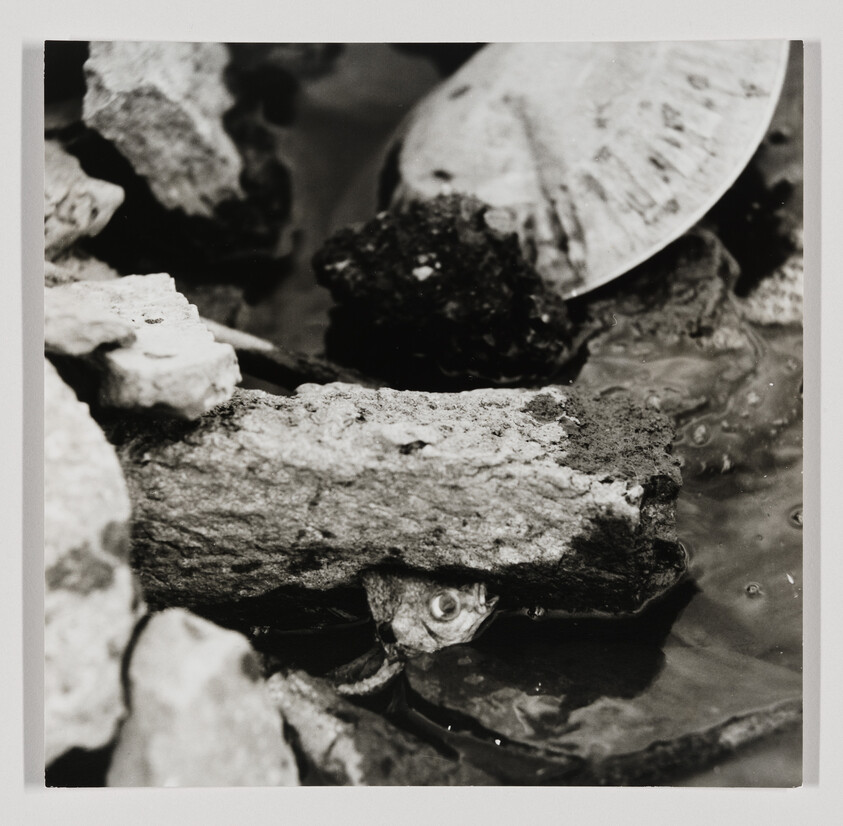 A small frog peeks out from beneath a rock in shallow water among stones.