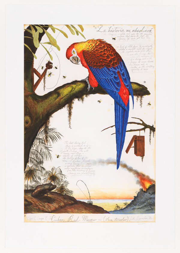 Bright red and blue macaw perched on a mossy tree branch overlooking a distant erupting volcano.