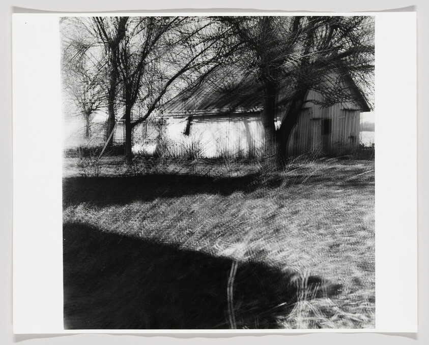 Abandoned white wooden barn partially hidden by leafless trees with tall grass and deep shadows.