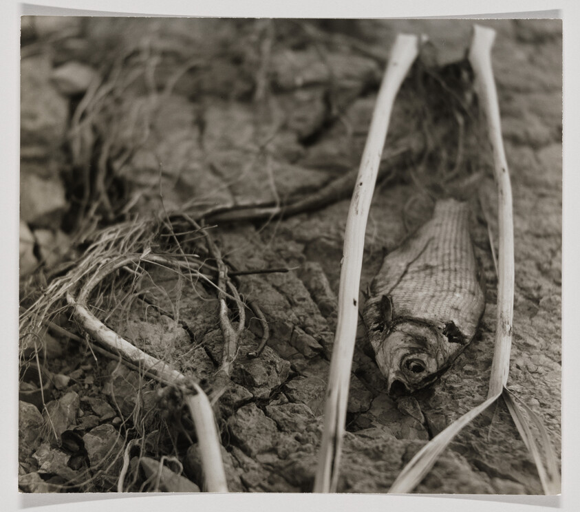 Dried fish lies among cracked mud and tangled roots under long dried reeds.