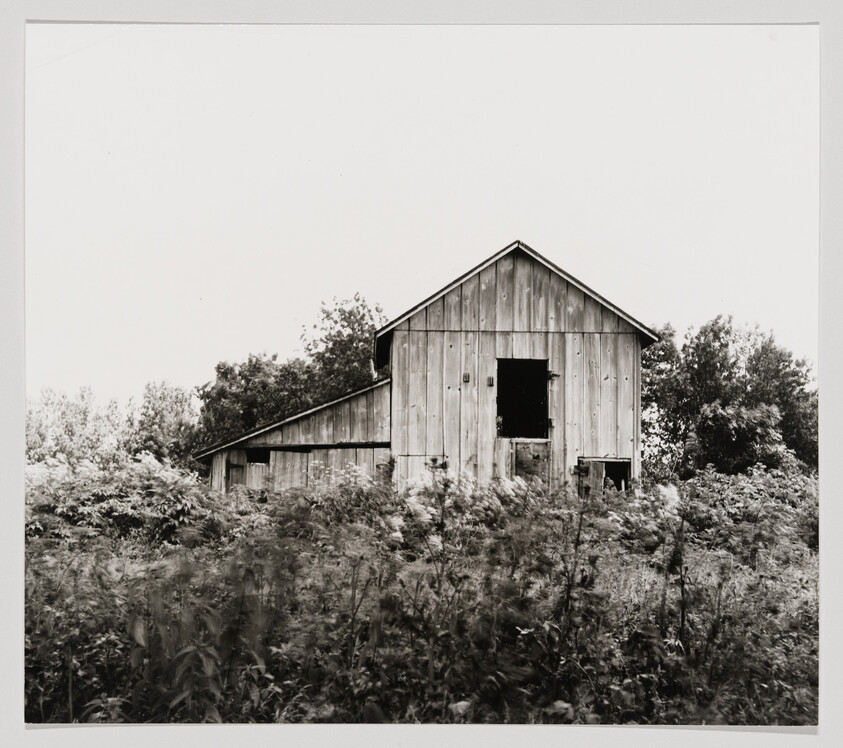 An old wooden barn stands amid tall weeds and trees in a rural field.