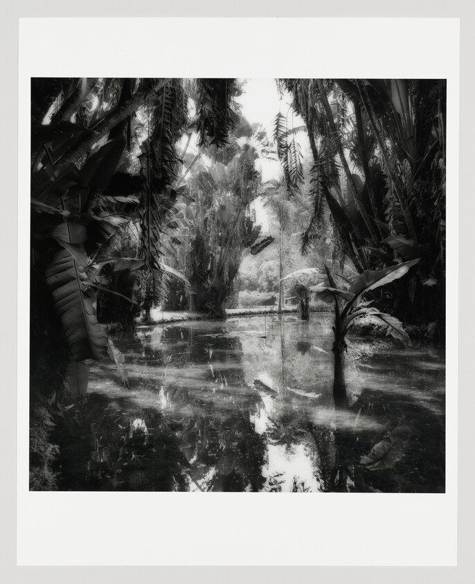 Dense tropical plants surround a calm flooded pool reflecting banana leaves and tall palms.