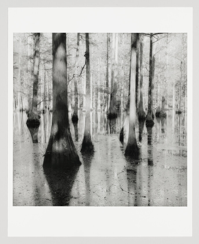 Cypress trees rising from still swamp water with clear mirror-like reflections.