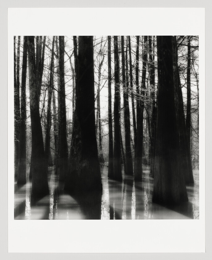 Tall bare trees rise from flooded swamp water with their reflections visible on the surface.