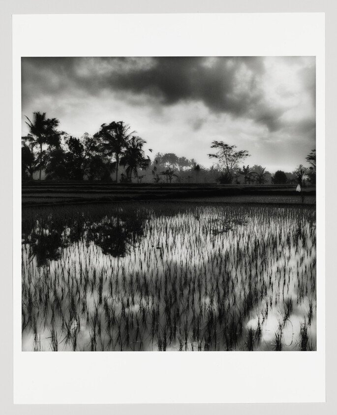 Flooded rice paddies reflect cloudy sky with palm trees and a lone person standing at the edge.
