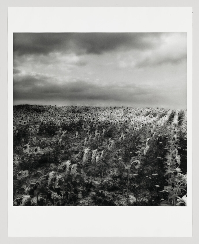 A wide field of drooping sunflowers stretches under a heavy, cloudy sky.