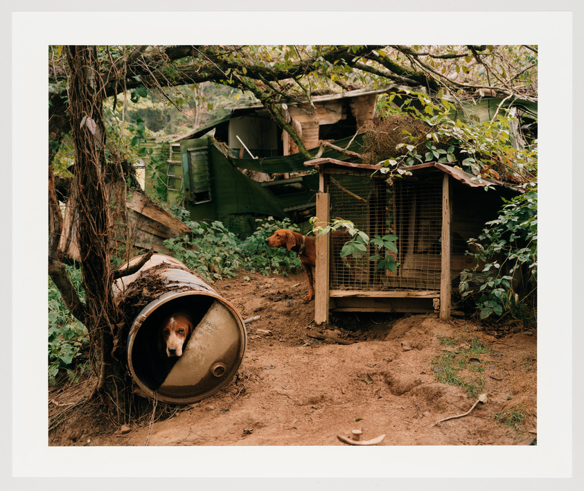 A dog peeks out from an overturned metal drum in a rustic outdoor setting with another dog standing by a wooden kennel surrounded by vegetation and a dilapidated green structure in the background.