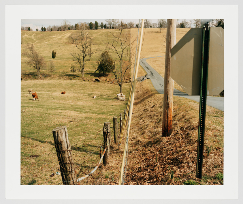 Rural landscape with cows grazing, a winding road, and a reflective road sign on a sunny day.