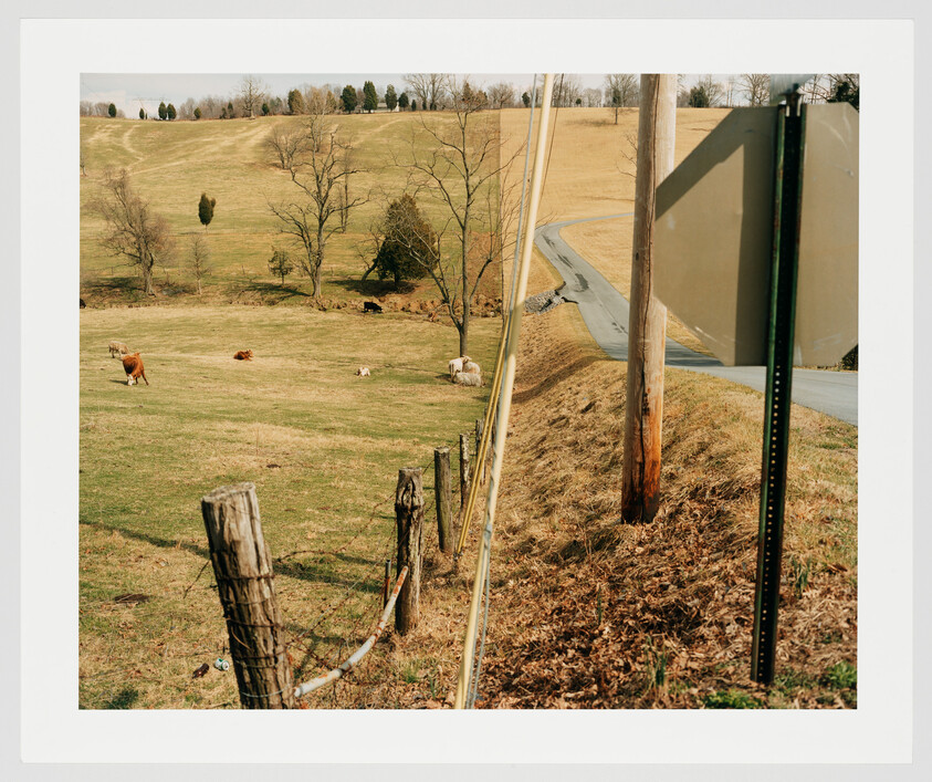 Cows graze in a fenced hillside pasture next to a country road and signpost.