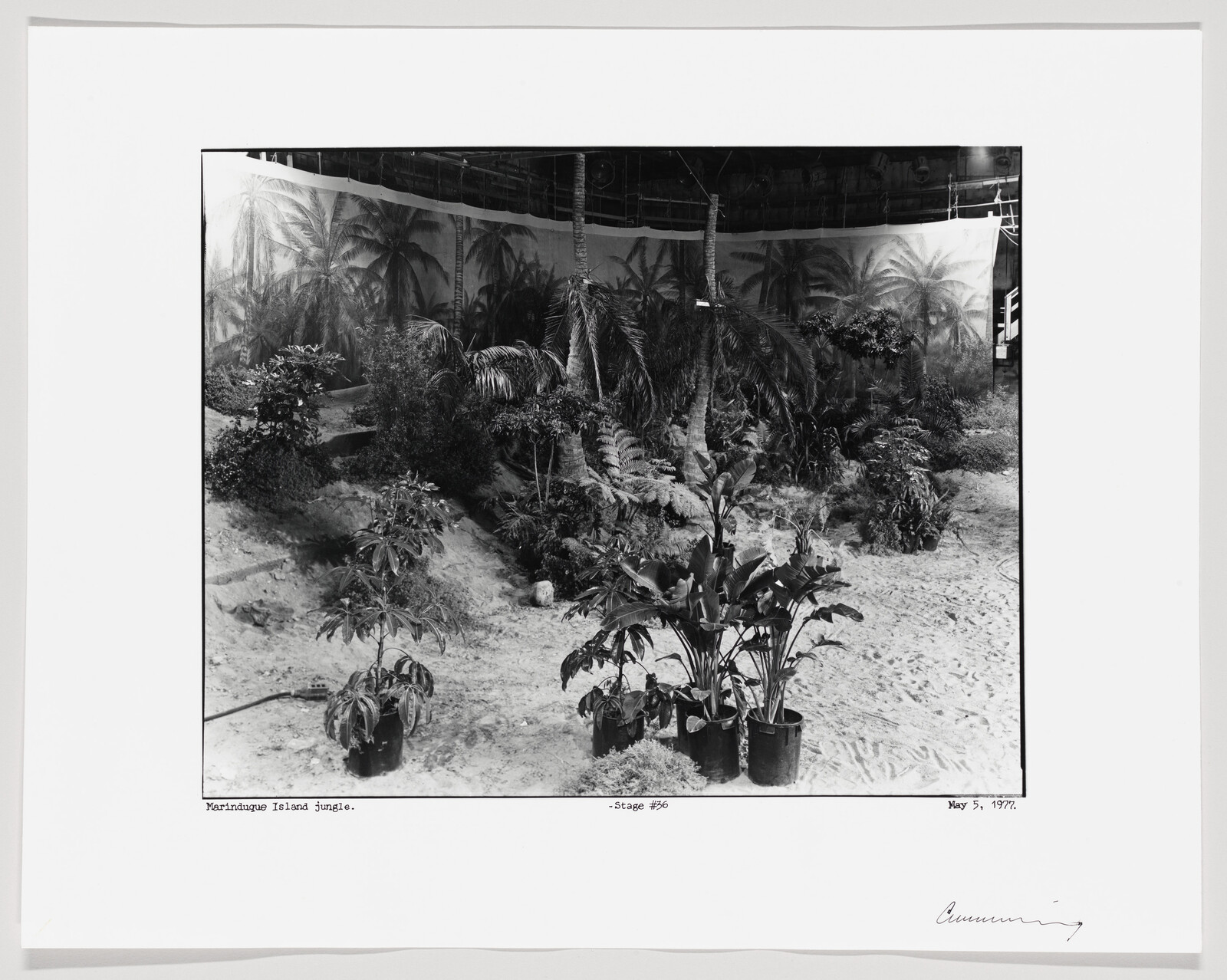 A staged jungle set with potted tropical plants and palm backdrop on a sandy studio floor.