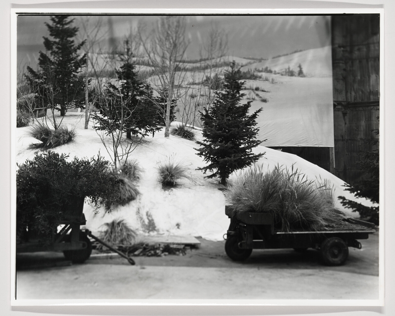 Two small carts loaded with grasses sit in front of a snowy hill and pine trees.