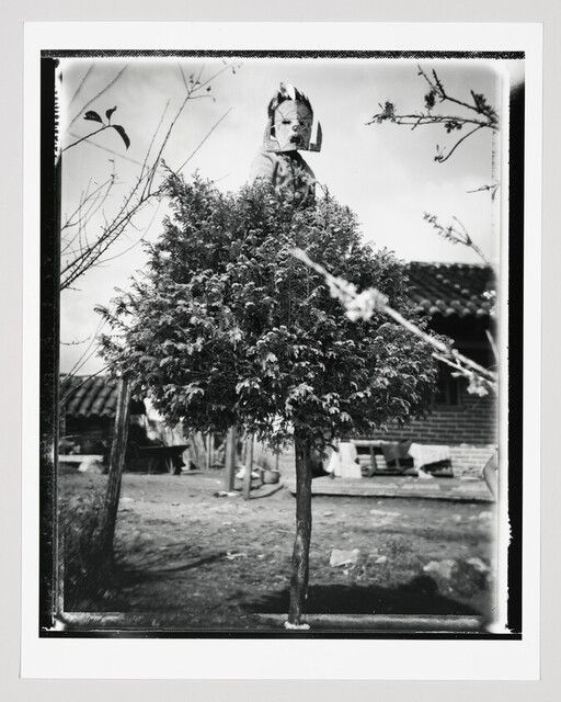 Small trimmed tree topped with a doll mask standing in a backyard.