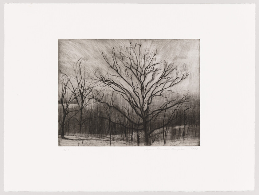 A large leafless tree stands in a quiet winter landscape with smaller bare trees around it.
