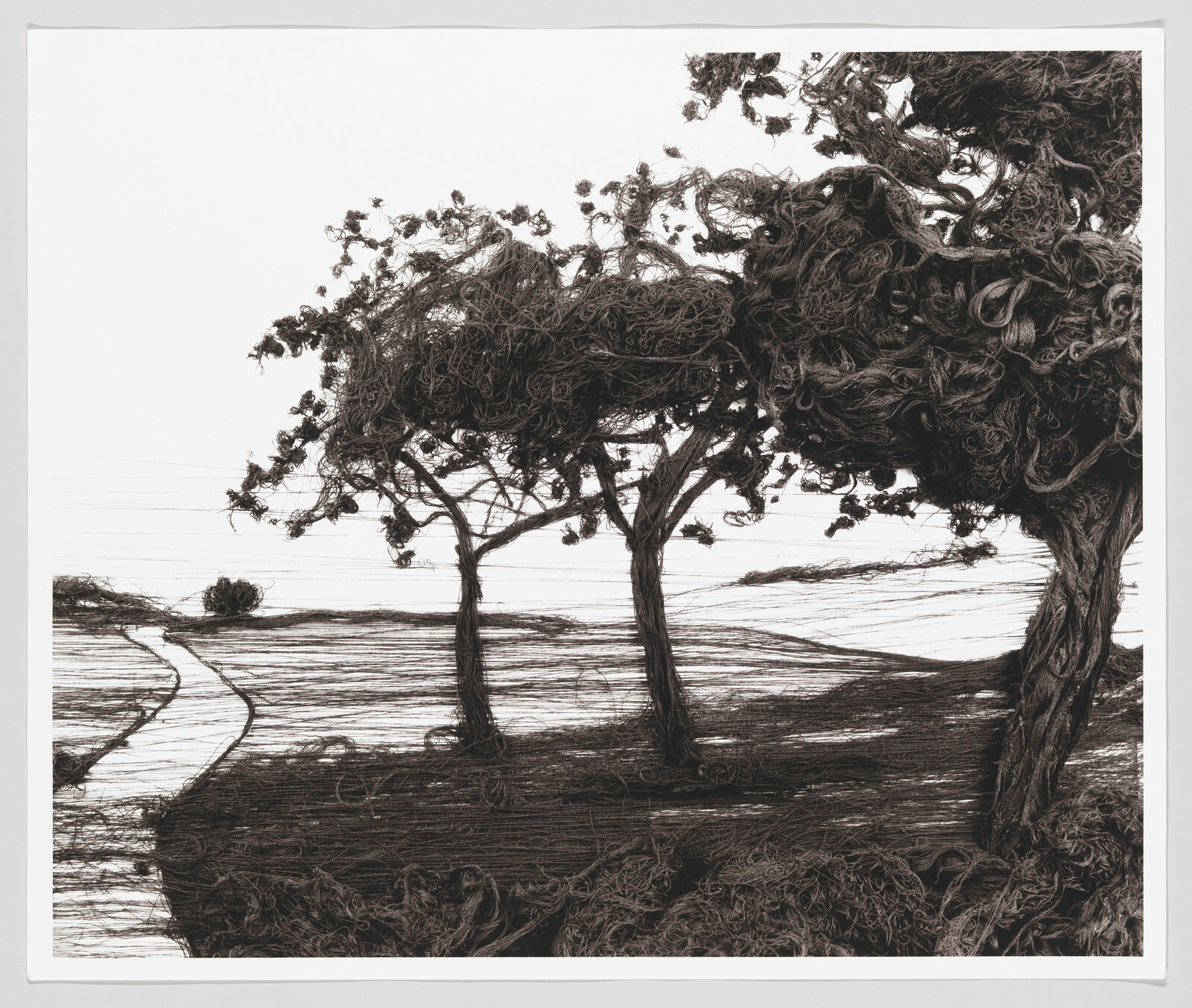 Three windswept trees with tangled, thread-like foliage stand beside a winding path across a field.