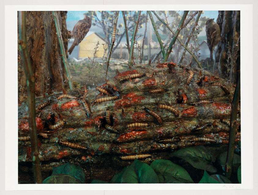 A rotting log covered with wriggling mealworms and maggots while birds perch nearby.