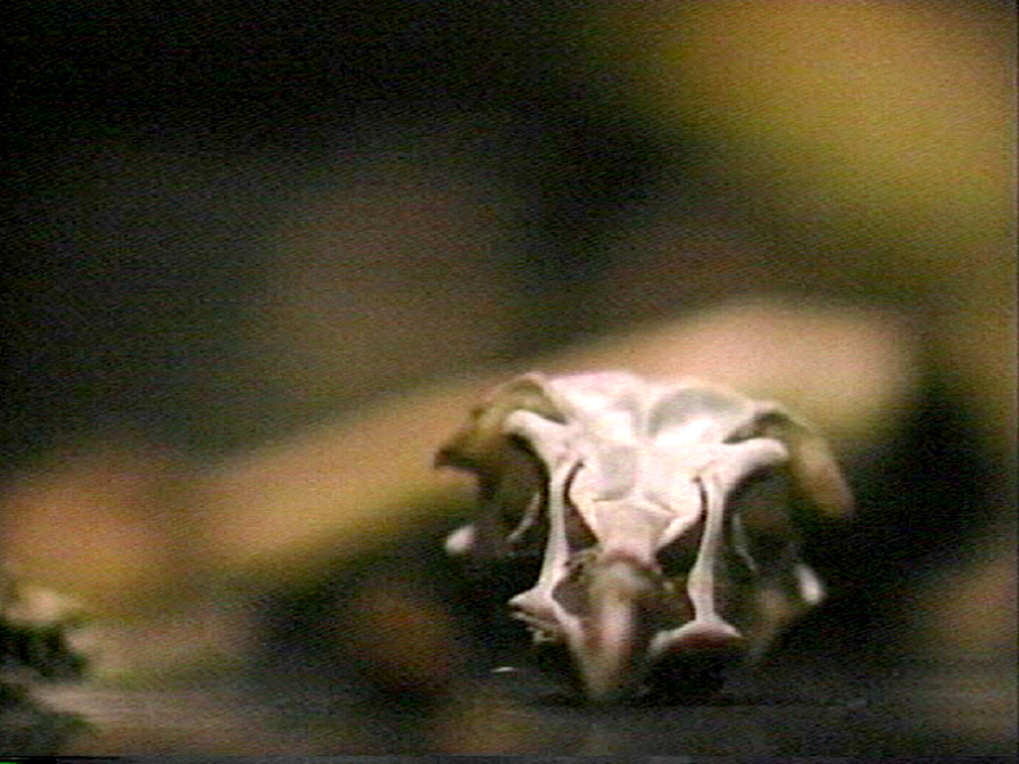 A small bird skull rests on a dark surface with a blurred background.