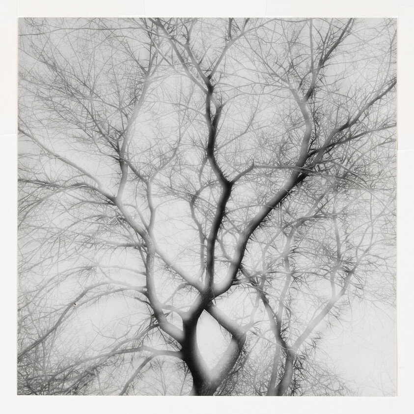 Bare winter tree branches intertwine and spread across a pale, misty sky in a tangled pattern.