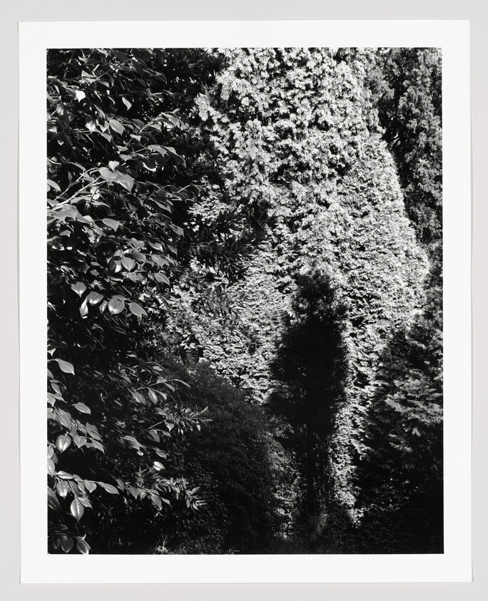 Dense black-and-white foliage with tall textured hedges casting deep shadows.