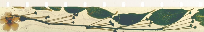 A long botanical specimen strip showing pressed green leaves and small yellow flowers along stems.