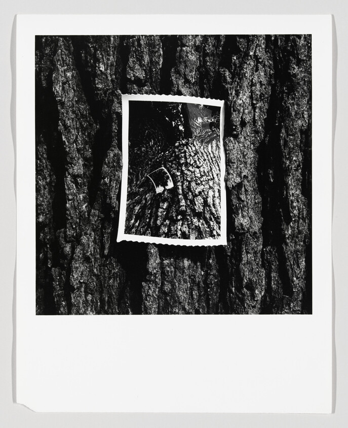 Close-up of rough tree bark with a smaller photo of the same bark pinned to it.