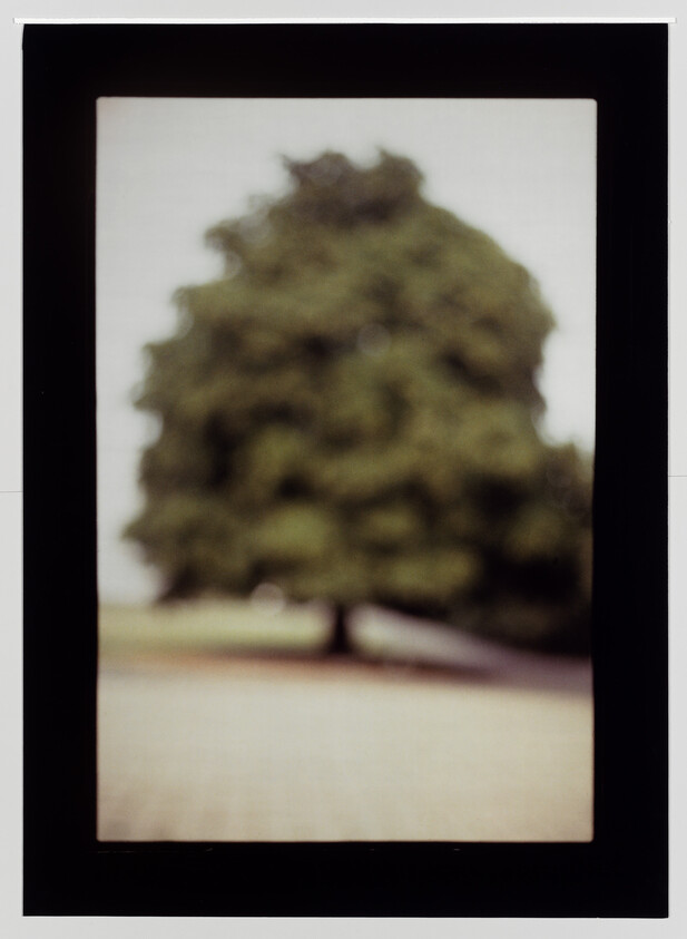 A large, out-of-focus tree stands centered inside a dark rectangular frame.