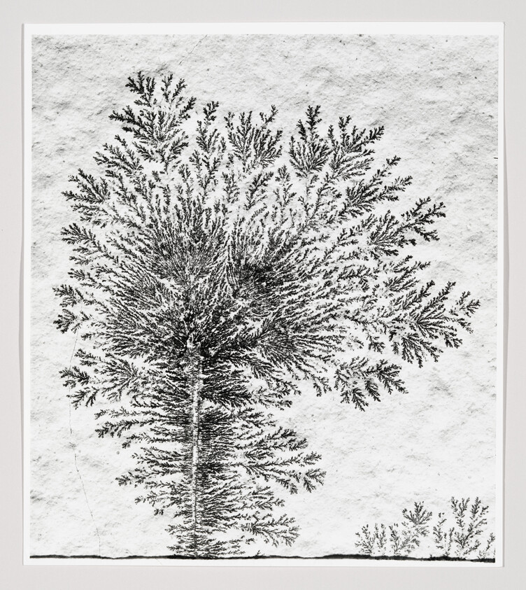 A detailed black and white illustration of a tree with intricate branches and leaves, resembling a dendritic pattern, displayed on a textured paper background.