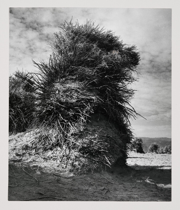 A large eroded sand mound with dense grass roots exposed under a cloudy sky.