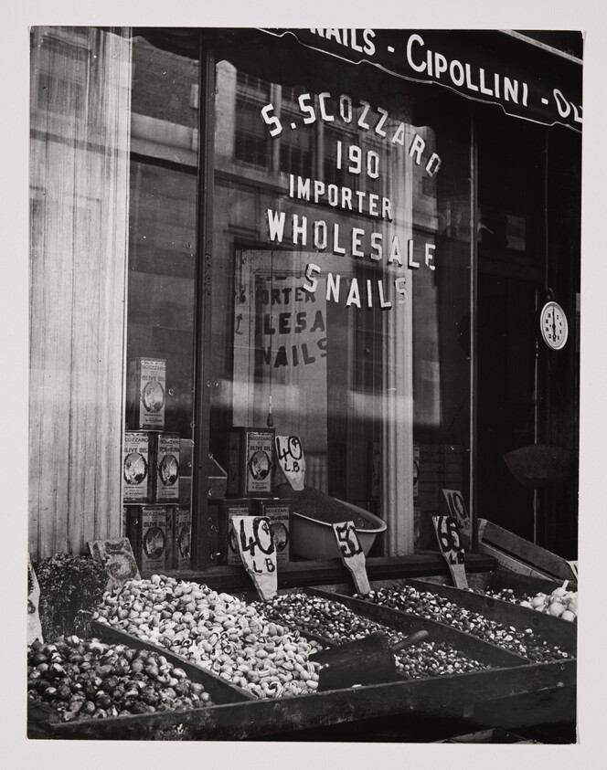 Storefront displaying bins of snails for sale beneath a sign reading "S. Scozzaro importer wholesale snails."