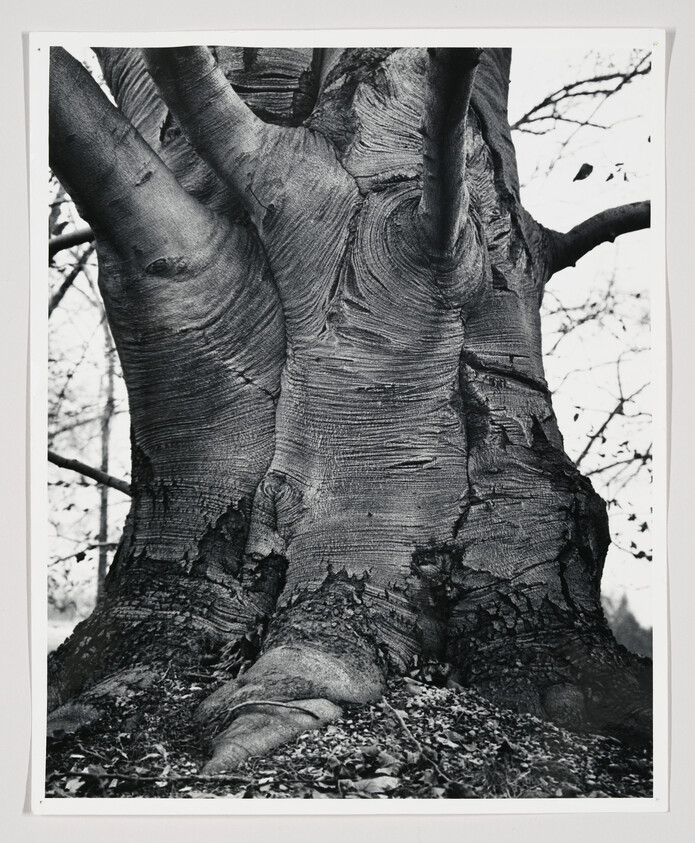 A black and white photograph focusing on the textured trunk of a large tree with several thick branches extending upward. The ground around the base is covered with fallen leaves, and the backdrop hints at a sparse forest or park setting.