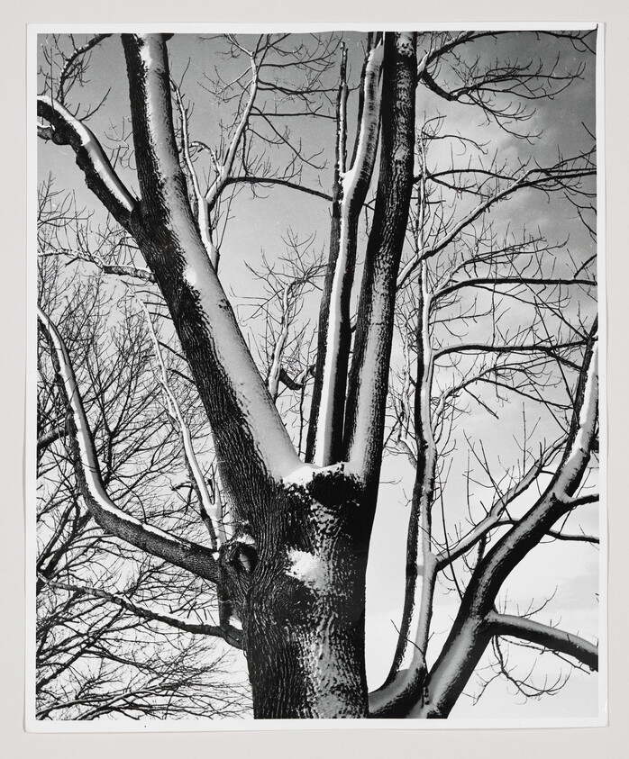 Large leafless tree with snow along its trunk and bare branches reaching into the sky.