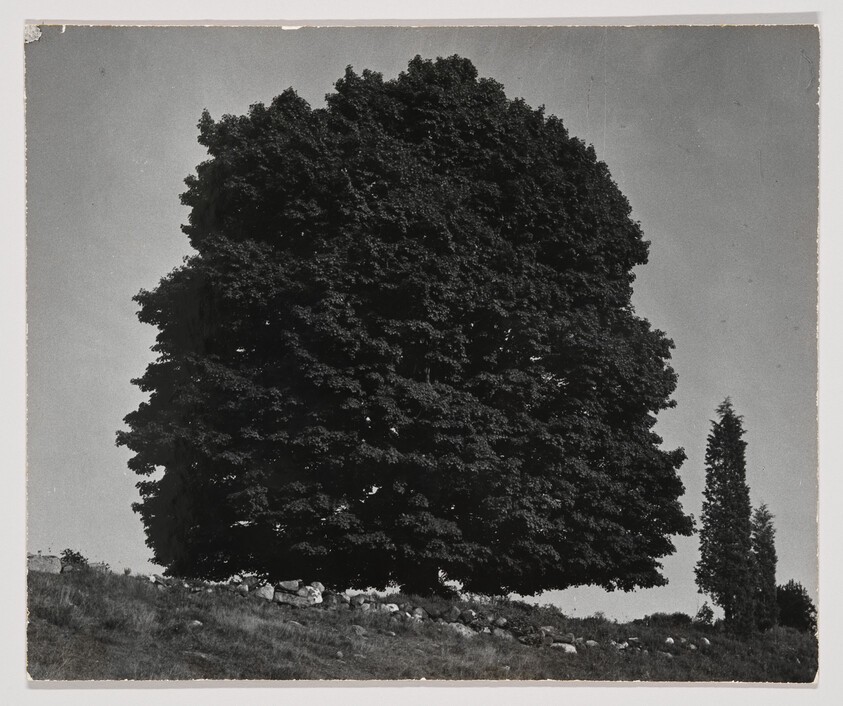 A large dense tree stands on a grassy hill above a stone wall, with a tall thin tree nearby.