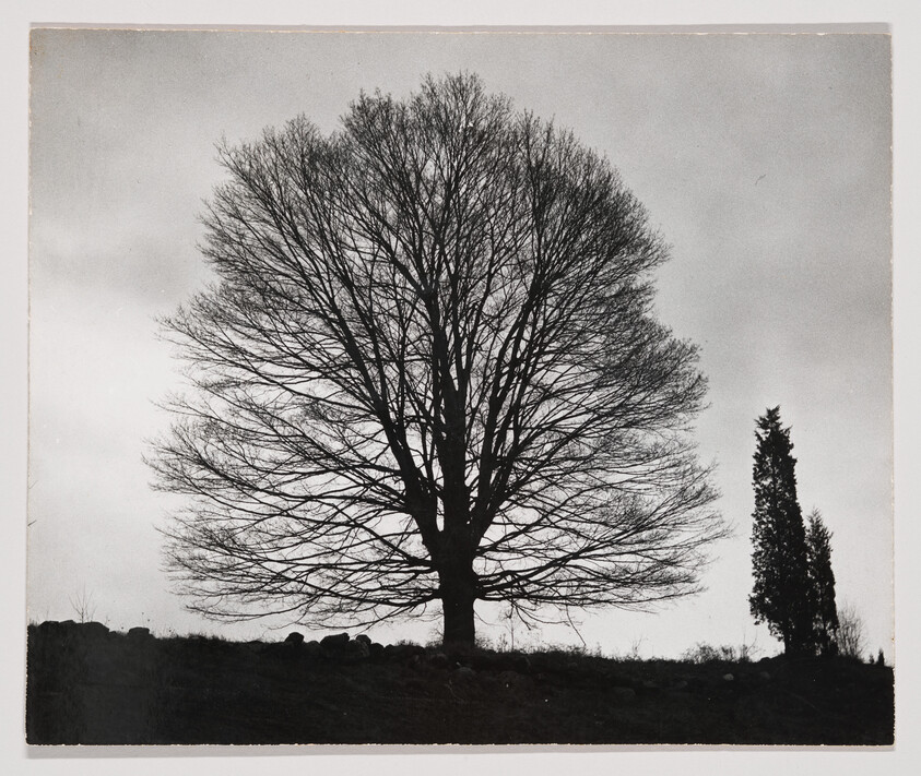 Large leafless tree stands on a hill silhouetted against a cloudy sky with a tall cypress nearby.