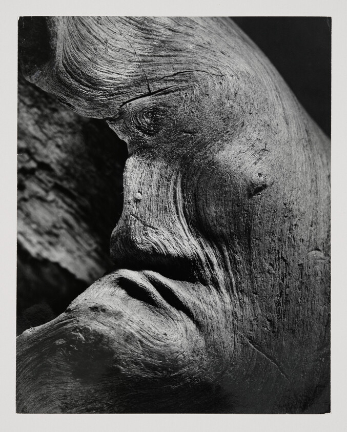 Gnarled tree trunk close-up that resembles a weathered human face in profile.