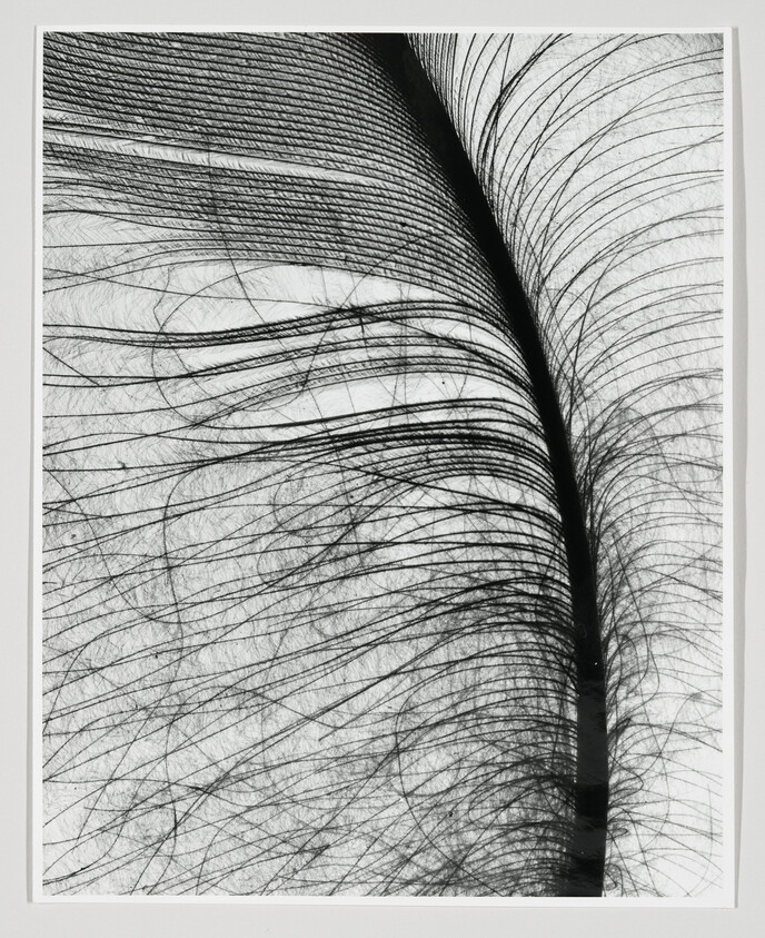 A close-up of a single black feather showing fine barbs and delicate strands.