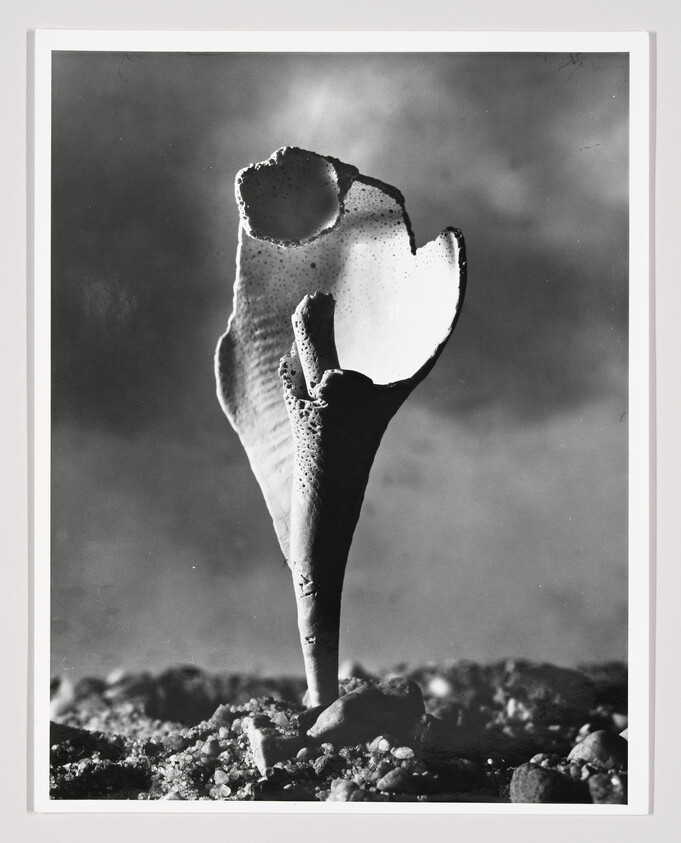 A tall, hollow seashell standing upright in pebbly sand under a cloudy sky.