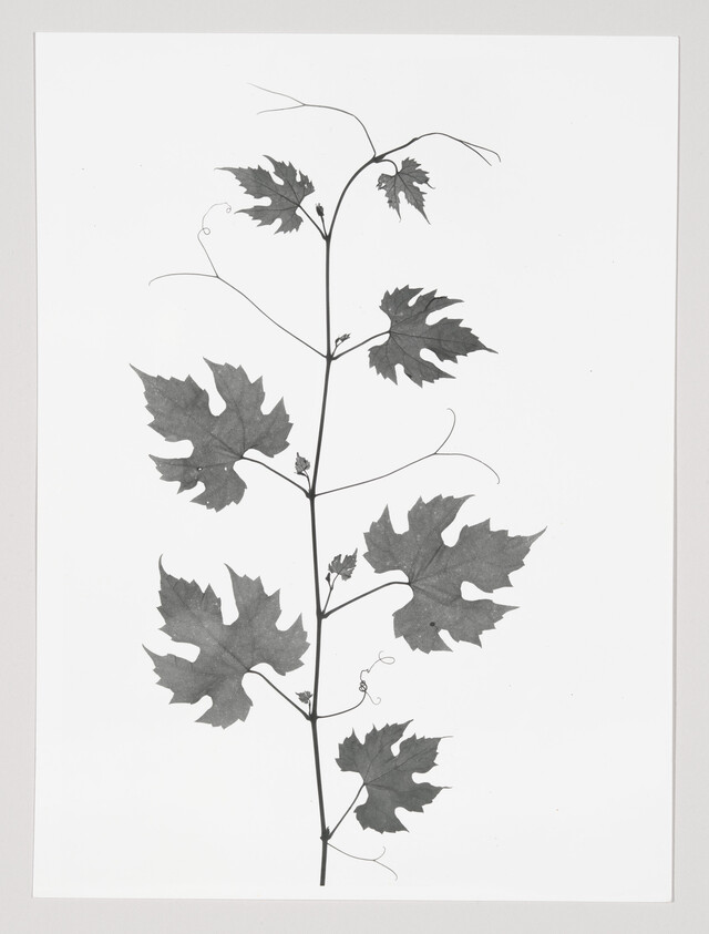 A tall vine with multiple lobed leaves and curling tendrils on a plain white background.