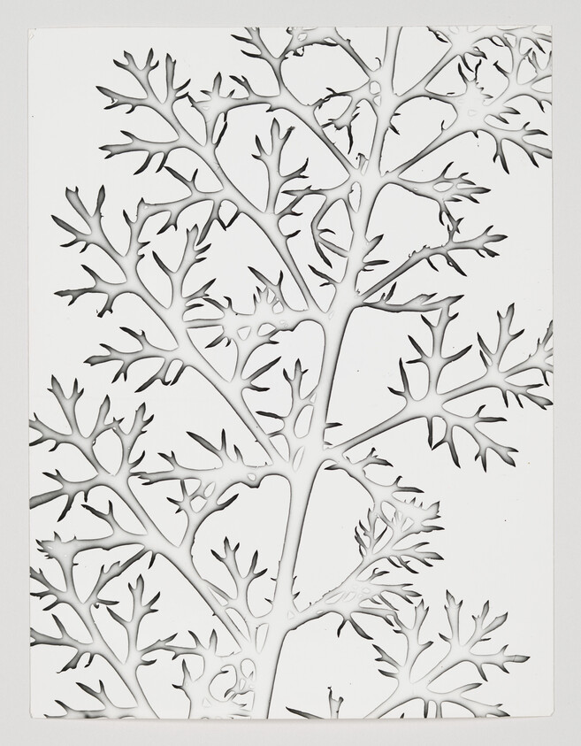 Delicate branching leaf skeleton pattern with intricate cutouts on a white background.
