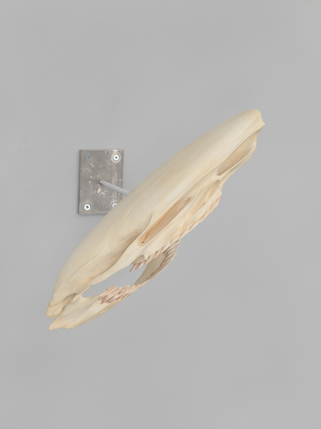 An elongated animal skull is mounted on a metal wall bracket against a gray wall.