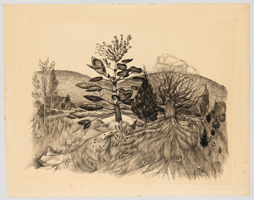 A detailed pencil drawing of trees with exposed roots spread across a rolling landscape.