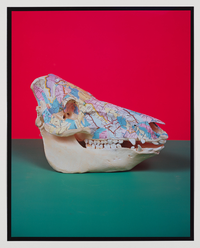 A conceptual artwork featuring a large, sculpted human skull with the top part replaced by a colorful map. The skull is positioned against a vibrant red background above a teal surface, framed by a black border.