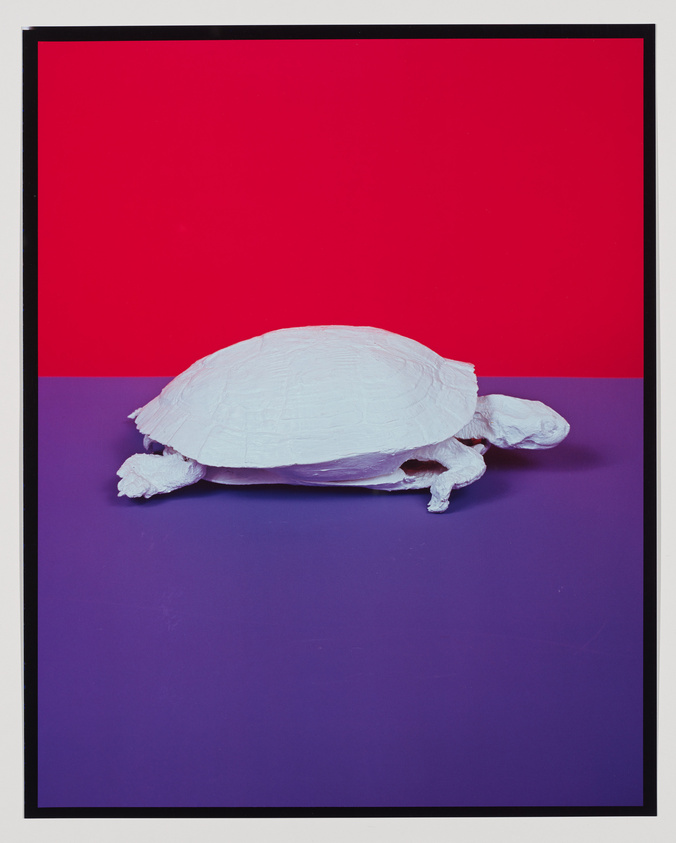 A white sculpted turtle on a purple surface with a vibrant red background, framed by a black border.