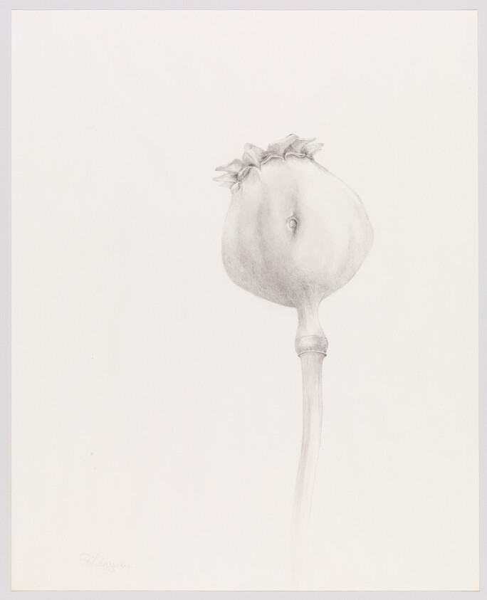 A single dried poppy seed pod stands on a long thin stem against a plain background.