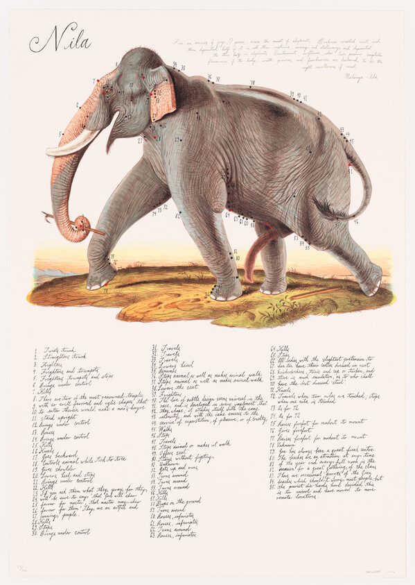 A labeled anatomical drawing of an elephant named Nila with numbered markers and notes.