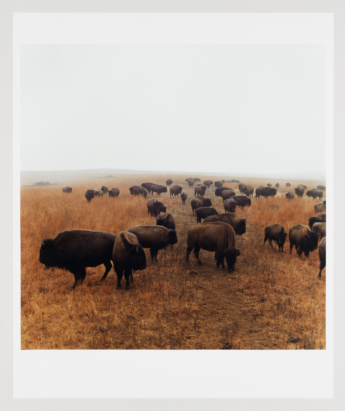 A large herd of bison grazes across a foggy golden prairie in tall dry grass.